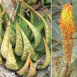 Aloe aculeata (South Africa-Zimbabwe) available 8.5cm and 10.5cm Ø